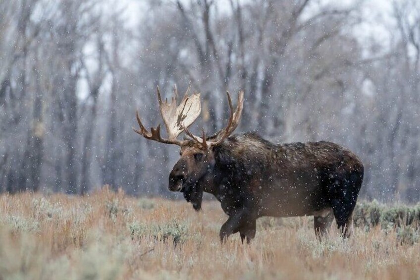 Moose walking through falling Snow