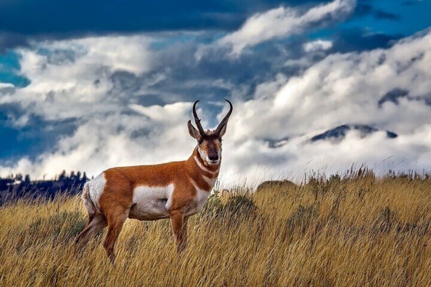 North American Antelope - Pronghorn