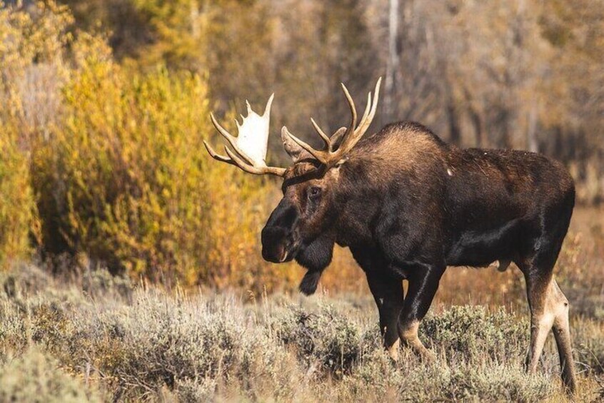 Bull Moose in Sage Brush