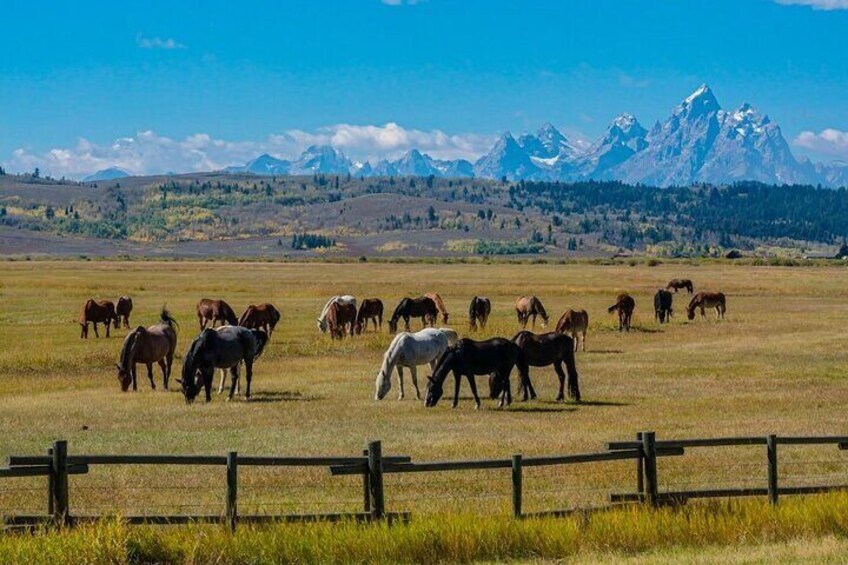 Dude Ranch