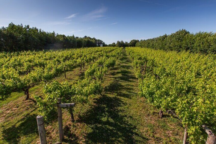 You are free to roam around the vines