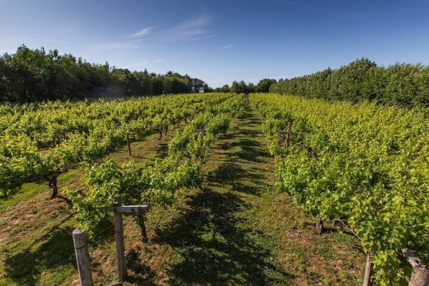 You are free to roam around the vines