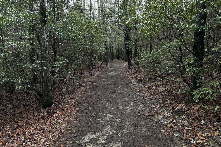 The beautiful tree lined path.