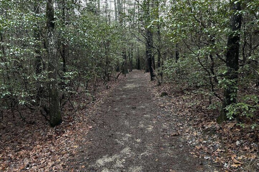 The beautiful tree lined path.