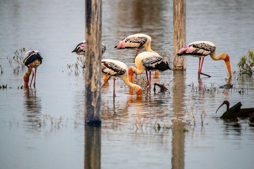 Bharatpur Bird Sanctuary in route.