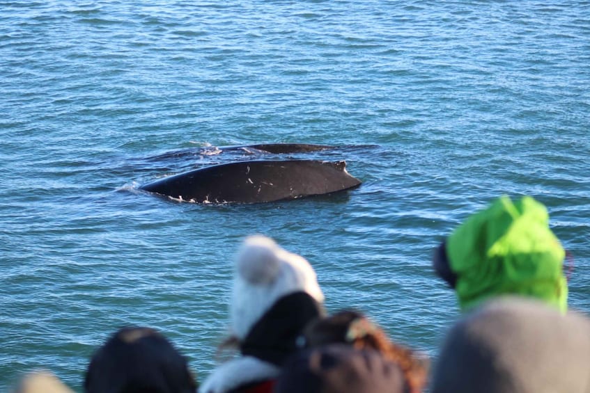 Picture 12 for Activity Reykjavik: The Original 3-Hour Whale Watching Tour