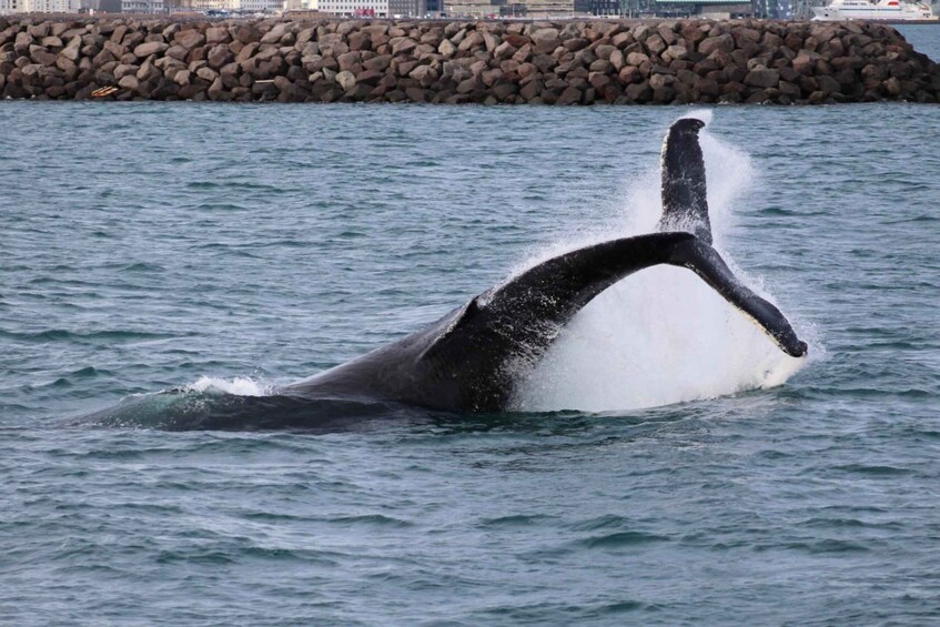 Picture 7 for Activity Reykjavik: 3-Hour Whale Watching Tour