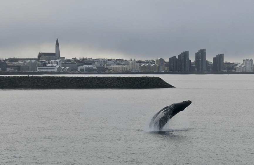 Picture 6 for Activity Reykjavik: 3-Hour Whale Watching Tour