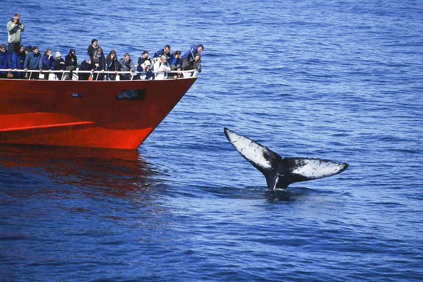 Picture 3 for Activity Reykjavik: 3-Hour Whale Watching Tour