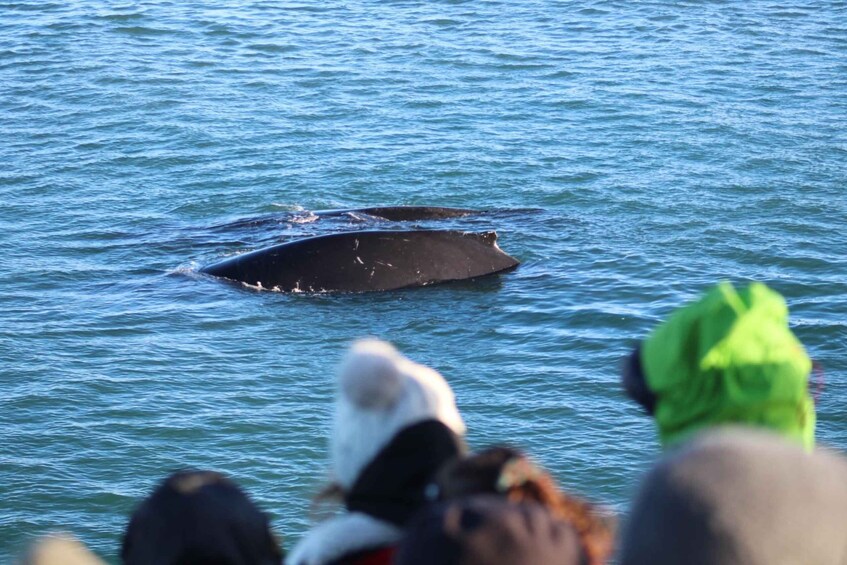 Picture 12 for Activity Reykjavik: 3-Hour Whale Watching Tour