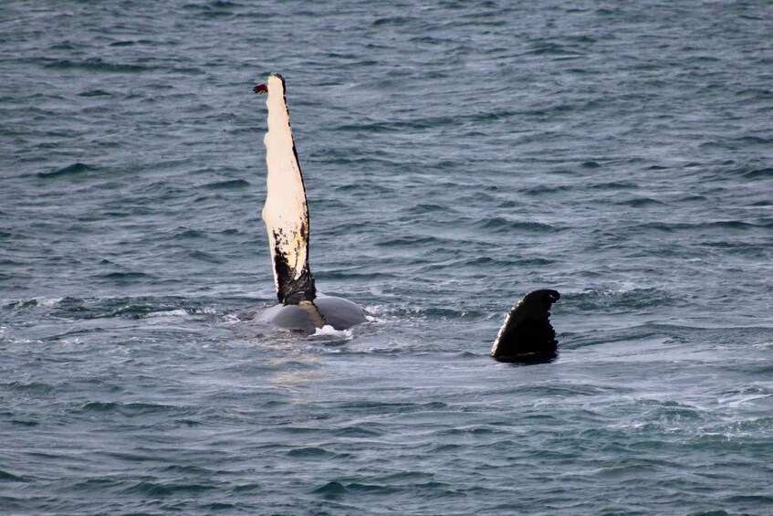 Picture 5 for Activity Reykjavik: 3-Hour Whale Watching Tour