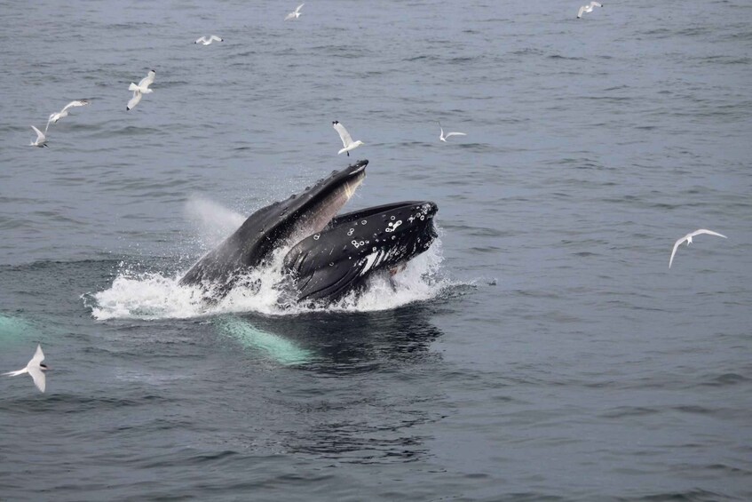 Picture 10 for Activity Reykjavik: 3-Hour Whale Watching Tour