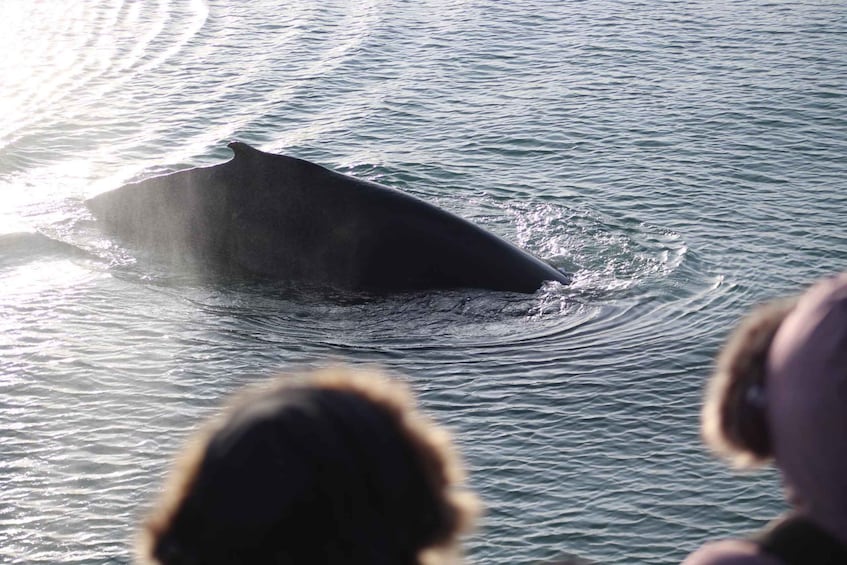 Picture 9 for Activity Reykjavik: 3-Hour Whale Watching Tour