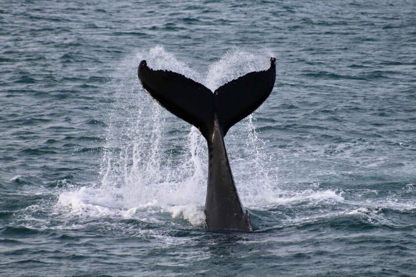 Picture 4 for Activity Reykjavik: 3-Hour Whale Watching Tour