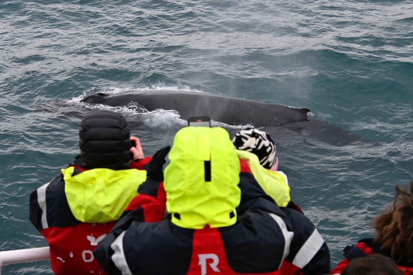 Picture 2 for Activity Reykjavik: The Original 3-Hour Whale Watching Tour
