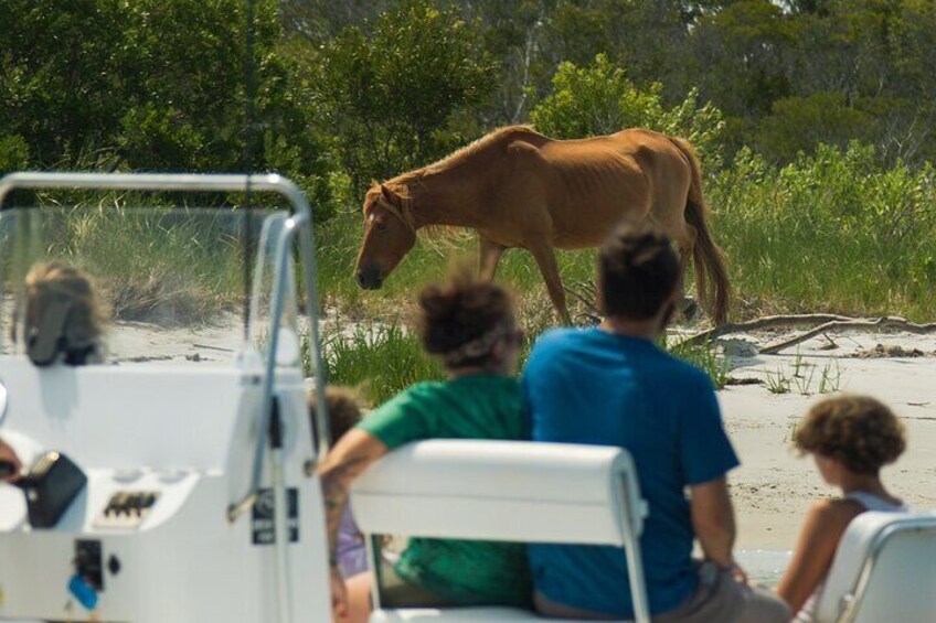 1-Hour Private Party Assateague Island Pony Cruise in Ocean City