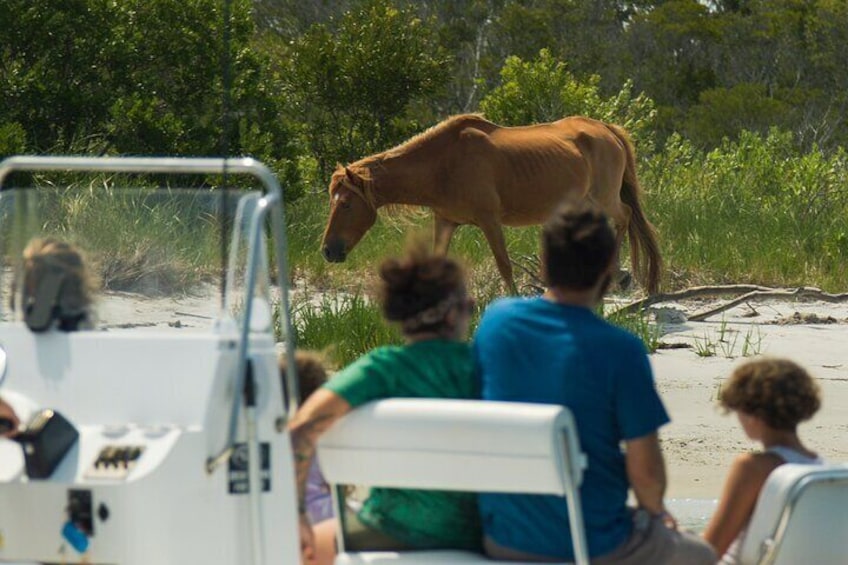 1-Hour Private Party Assateague Island Pony Cruise in Ocean City
