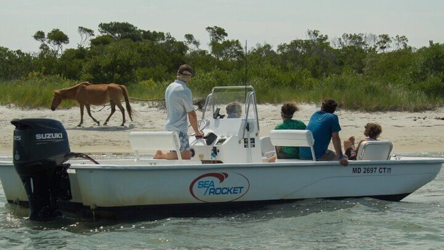 1-Hour Private Party Assateague Island Pony Cruise in Ocean City