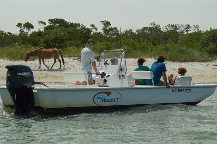 1-Hour Private Party Assateague Island Pony Cruise in Ocean City