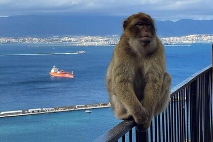 Privater Tagesausflug nach Gibraltar ab Sevilla