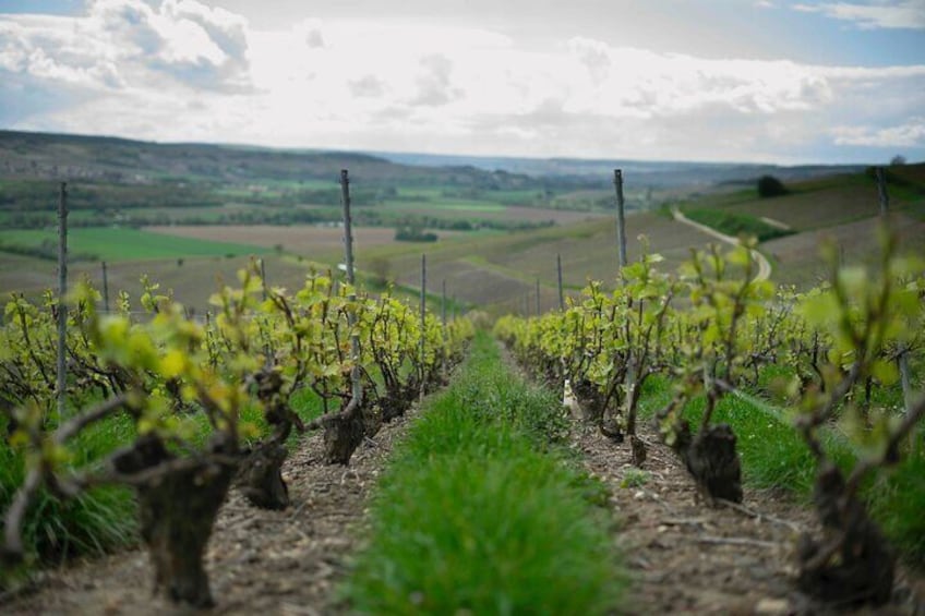Vines