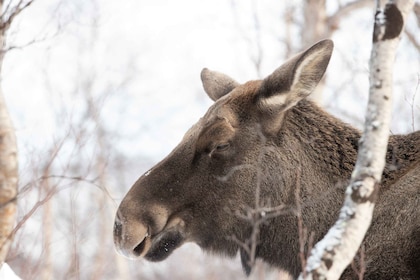 Abisko: Wilderness Snowshoe Hike