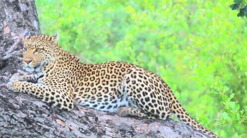 Kruger Park Full Day Guided Safari