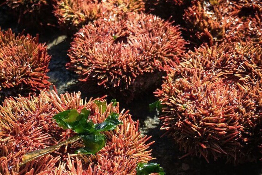 Full Day Private Zapallar Valparaiso Marine Life Tour