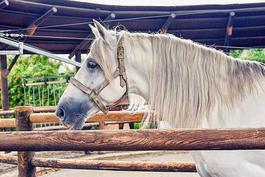 Picture 3 for Activity Jerez: Royal Andalusian School of Equestrian Art Admission