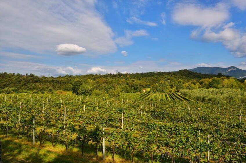 Wine Tour and Tasting of 3 Rosè Valtenesi Wines in Polpenazze