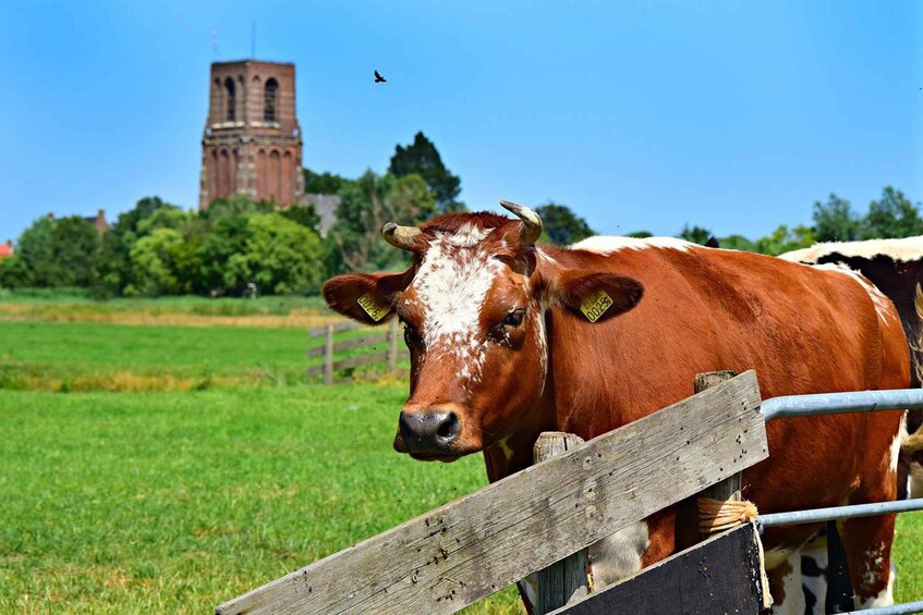 Picture 1 for Activity Amsterdam: Waterland District Countryside Villages Bike Tour