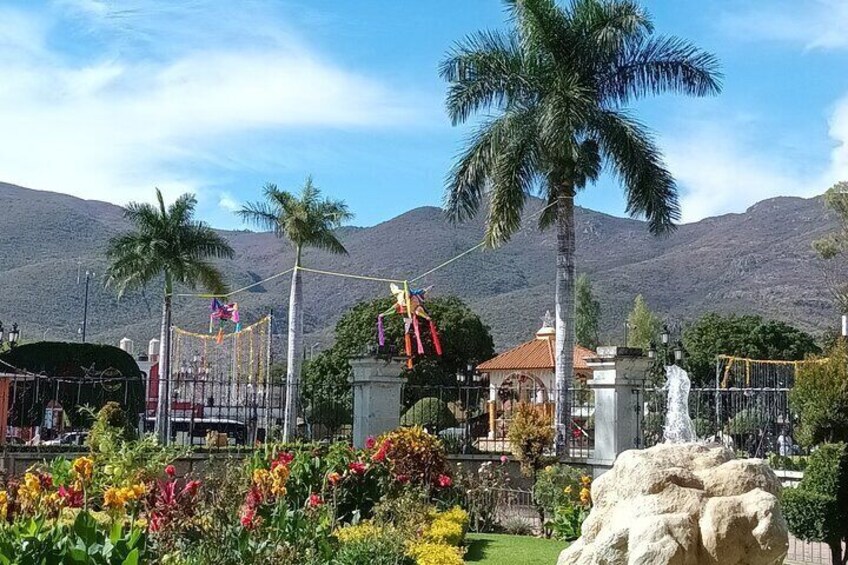Bike tour to the Tule Tree and the Gastronomic Market