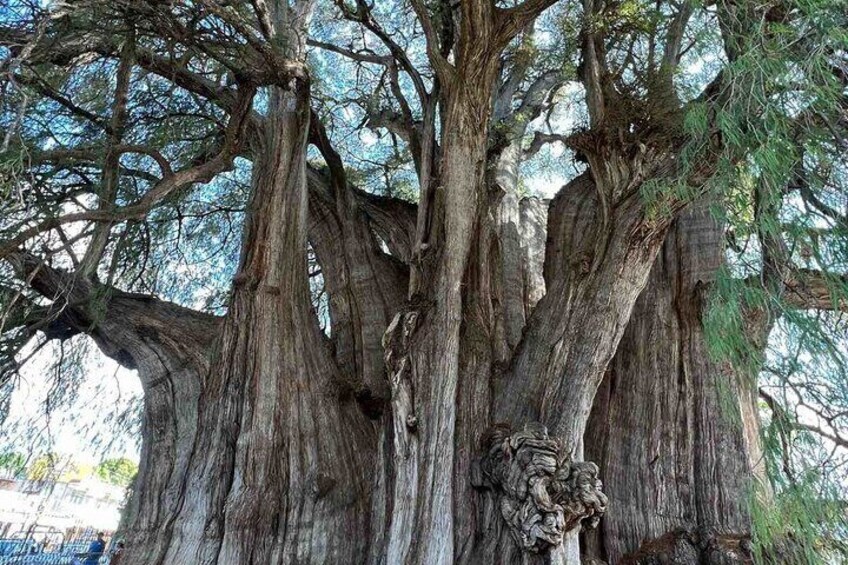 Bike tour to the Tule Tree and the Gastronomic Market