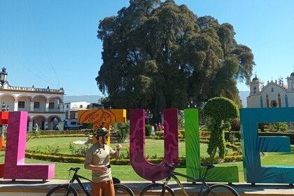 Bike tour to the Tule Tree and the Gastronomic Market