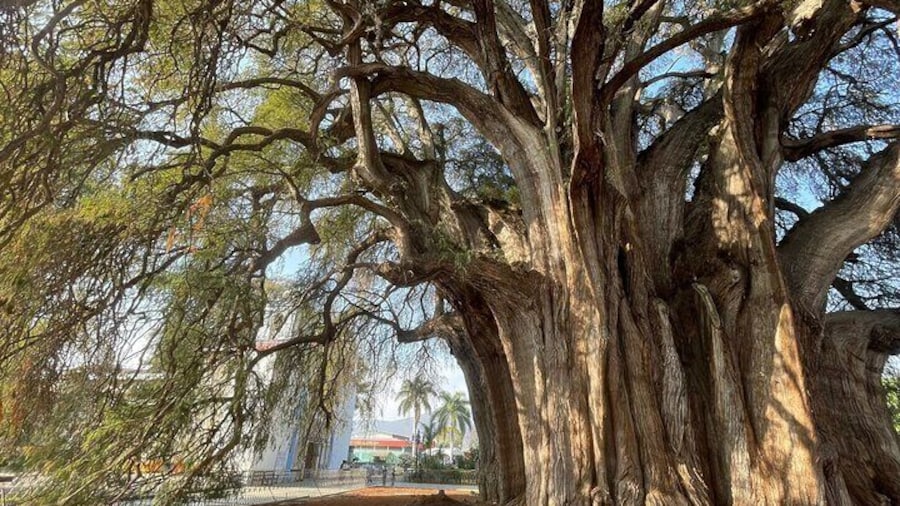 Bike tour to the Tule Tree and the Gastronomic Market