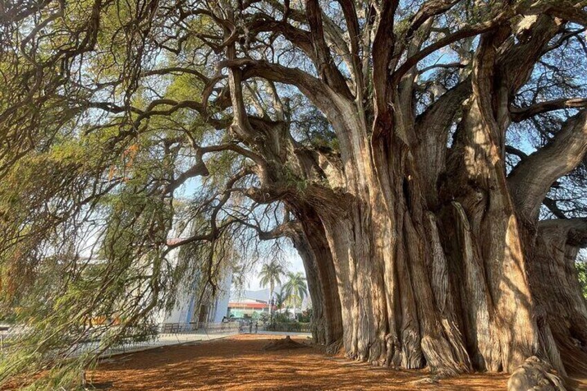 Bike tour to the Tule Tree and the Gastronomic Market
