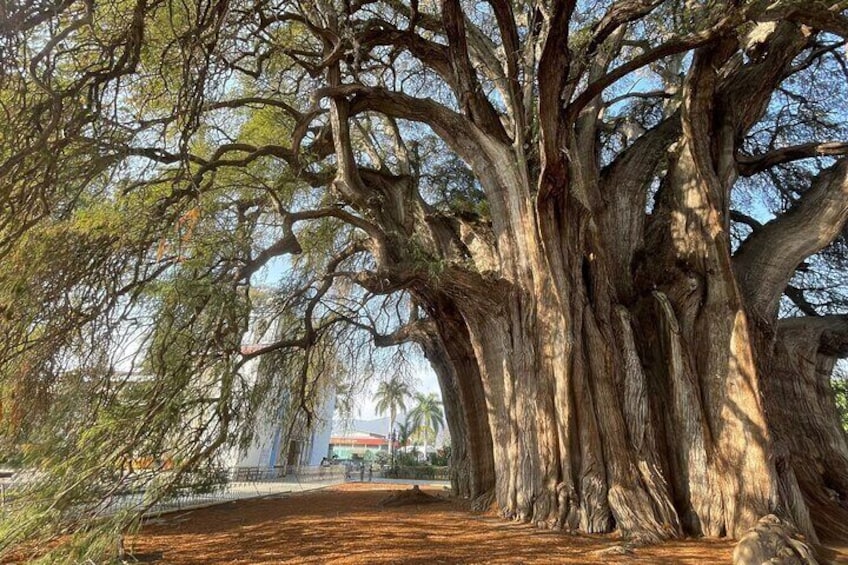 Bike tour to the Tule Tree and the Gastronomic Market