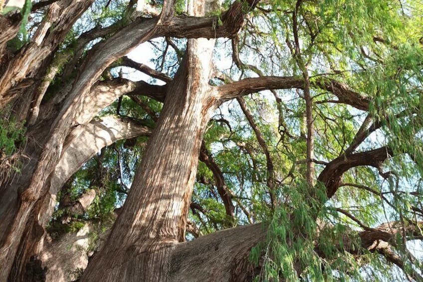 Bike tour to the Tule Tree and the Gastronomic Market