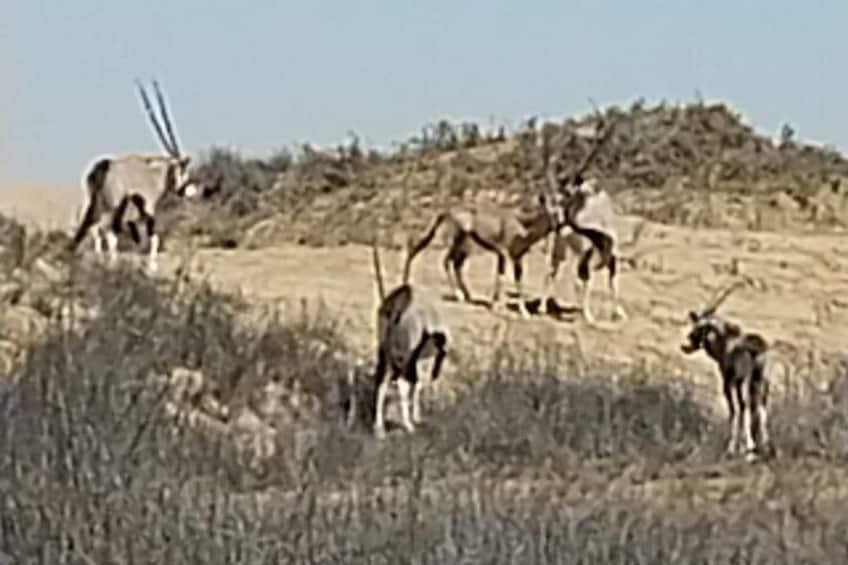 Marine Dune Day: Catamaran Cruise and Sandwich Harbor Dune Drive