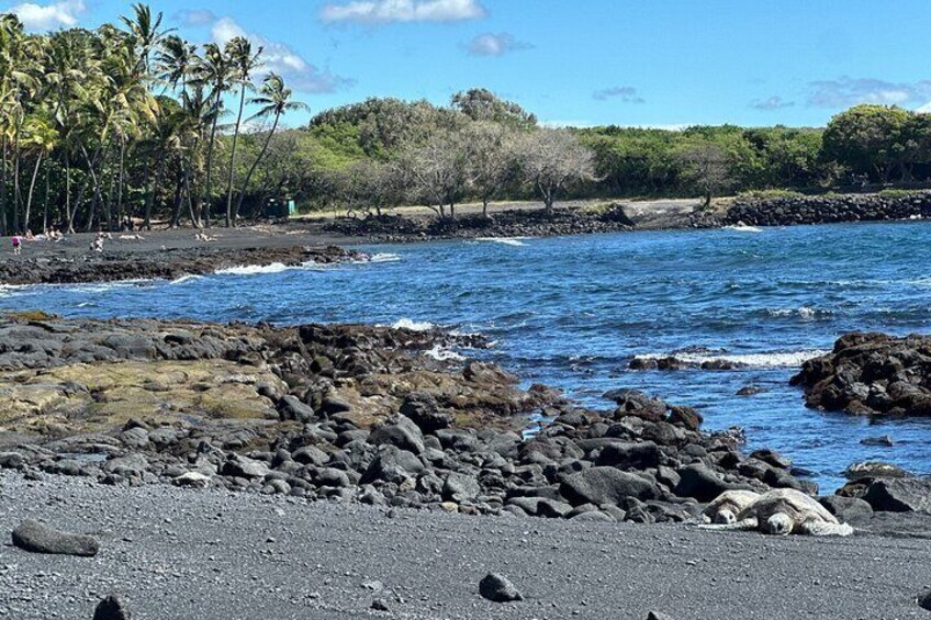 Turtles at Punalu'u Black Sand Beach