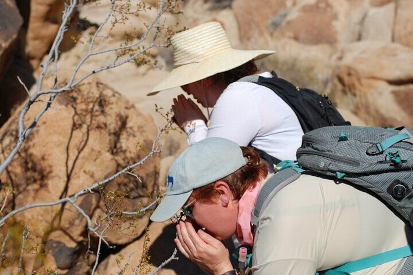 Natural Wonders Walk: Plants, Animals and Rocks of Joshua Tree