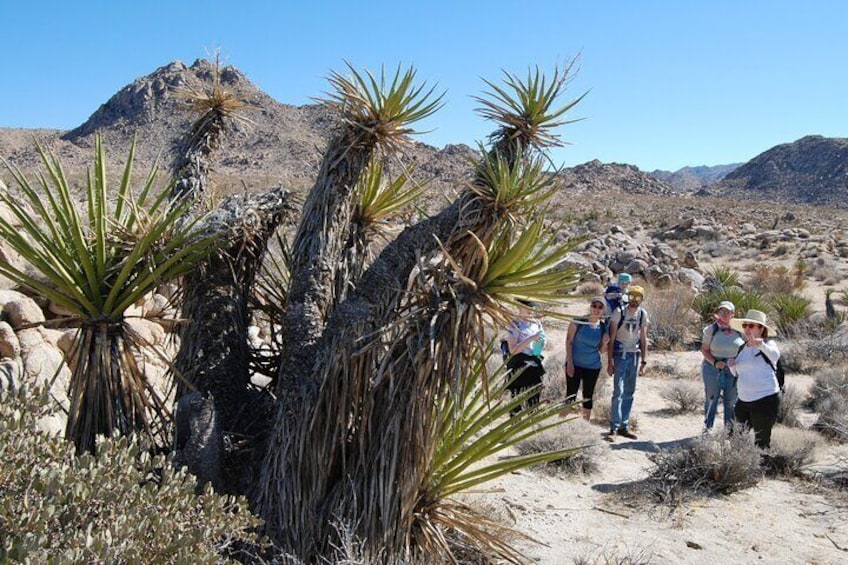 Natural Wonders Walk: Plants, Animals and Rocks of Joshua Tree