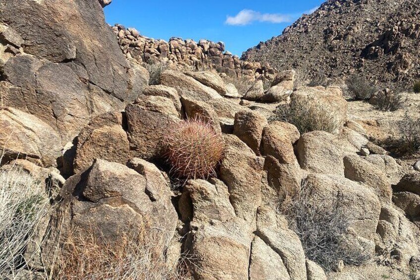 Natural Wonders Walk: Plants, Animals and Rocks of Joshua Tree