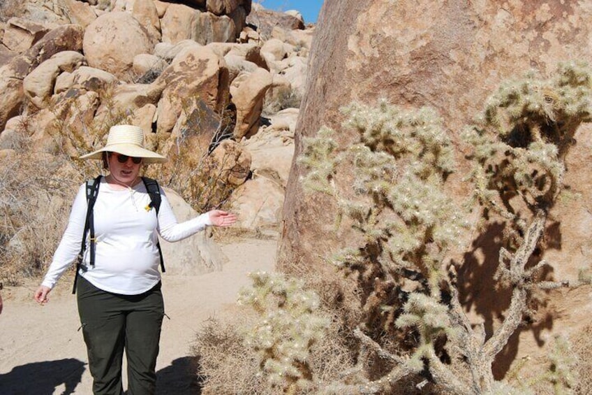 Natural Wonders Walk: Plants, Animals and Rocks of Joshua Tree