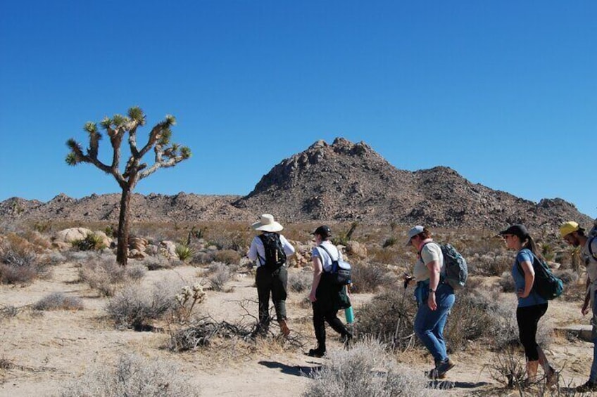 Natural Wonders Walk: Plants, Animals and Rocks of Joshua Tree