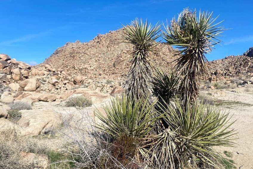 Natural Wonders Walk: Plants, Animals and Rocks of Joshua Tree