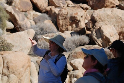 Natural Wonders Walk: Plants, Animals and Rocks of Joshua Tree