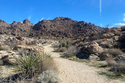 Natural Wonders Walk: Plants, Animals and Rocks of Joshua Tree