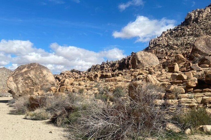 Natural Wonders Walk: Plants, Animals and Rocks of Joshua Tree