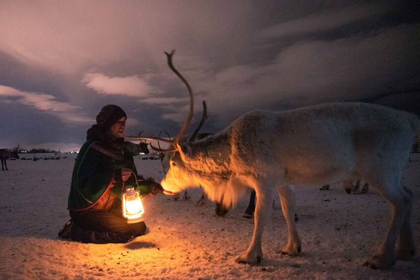 Picture 8 for Activity Tromsø: Reindeer Feeding with Chance of Northern Lights